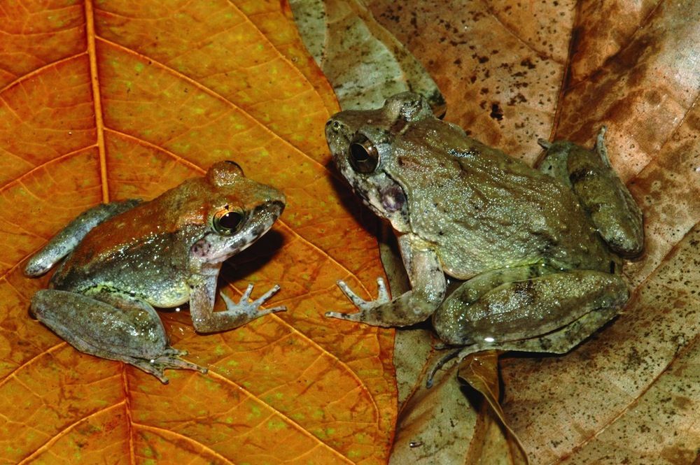 Frog and their babies