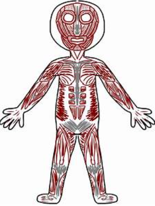 human body systems